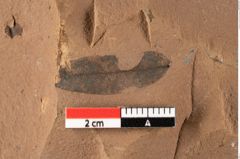 Foto (Detailansicht) von Sphaeria mediterranea Ettingshausen (NHMW-GEO-2024-0188-0027)